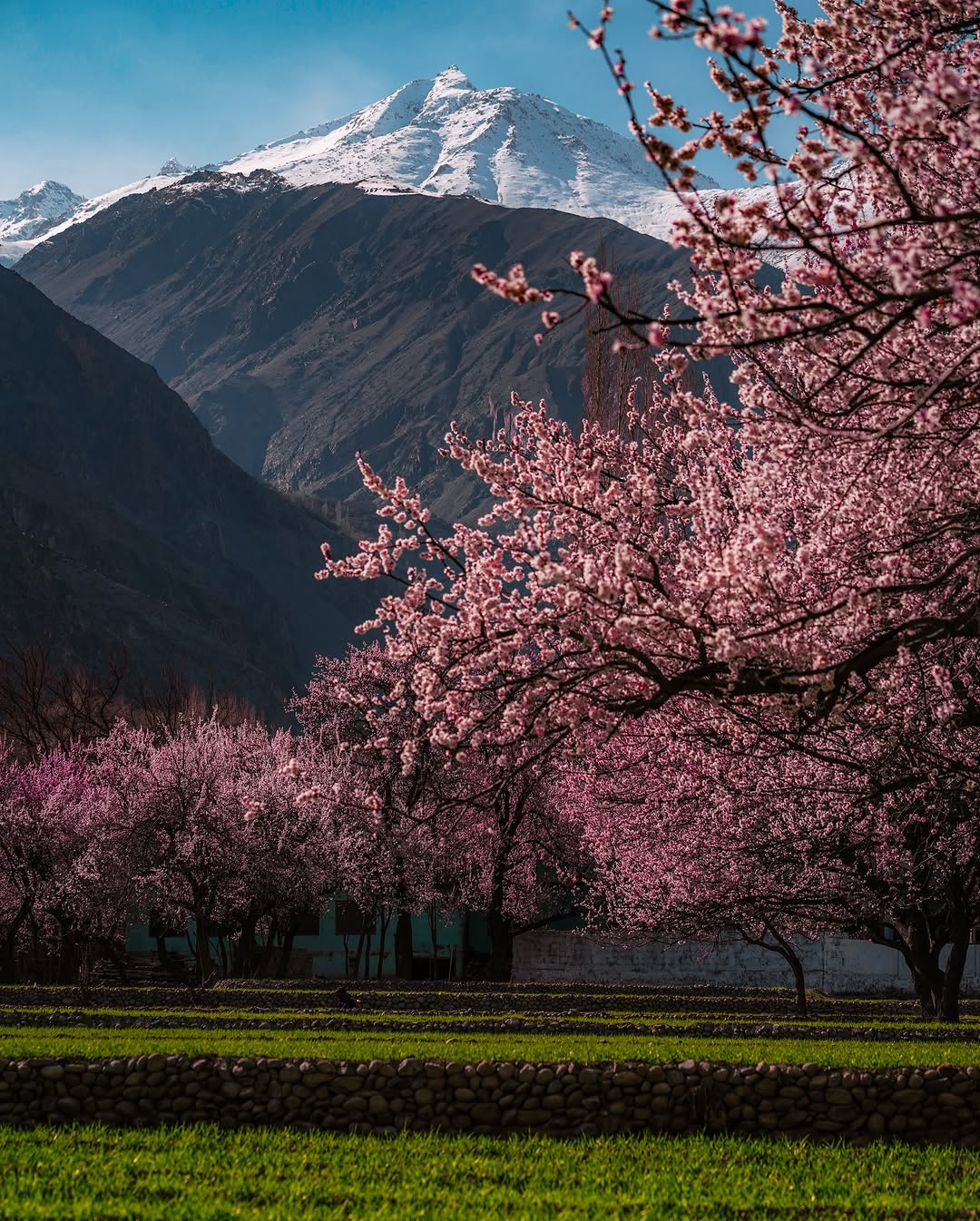 Cherry blossoms in bloom with snow-covered peak in Hunza - life and permanence